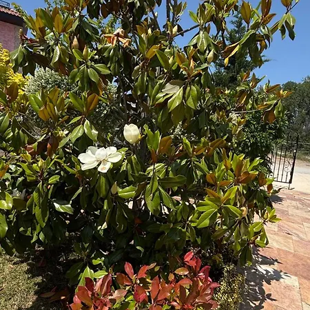 Angel's Sea Castle شقة سوزوبول