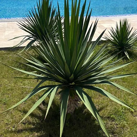 Angel's Sea Castle سوزوبول