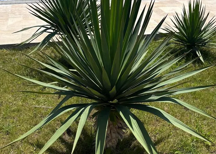 Angel's Sea Castle سوزوبول